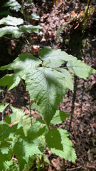 Rubus spectabilis