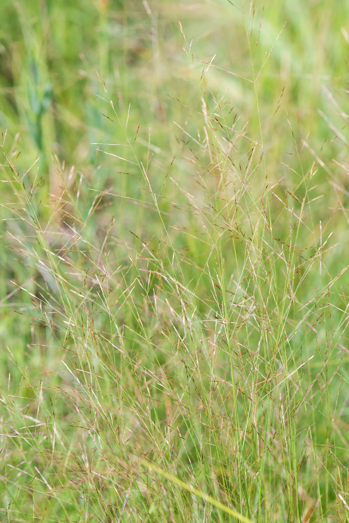 Calamovilfa (Poaceae (Grass) of the Pacific Northwest) · iNaturalist