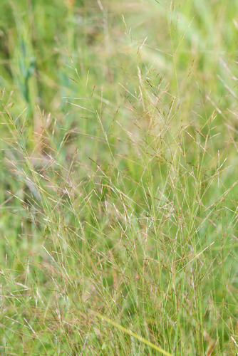 Calamovilfa (poaceae (grass) Of The Pacific Northwest) · Inaturalist