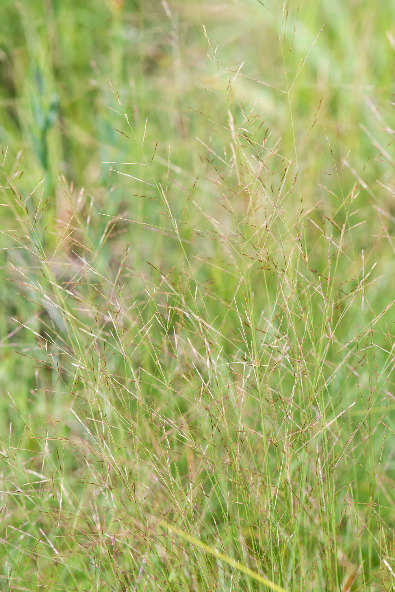 Sporobolus curtissii