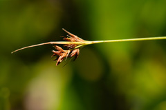 Rhynchospora stenophylla