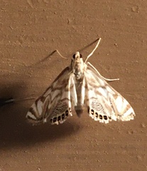 Neocataclysta magnificalis
