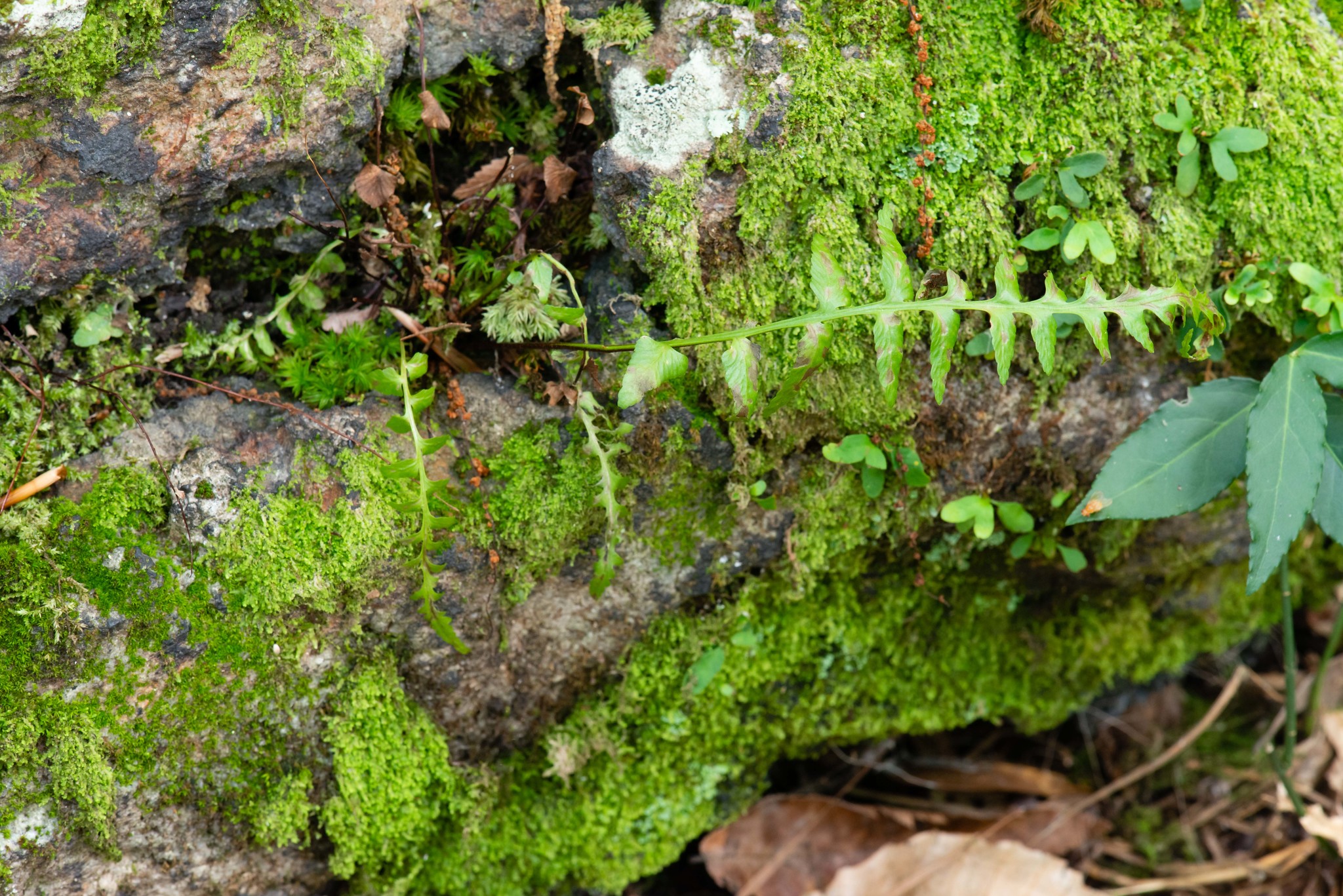 Asplenium X kentuckiense