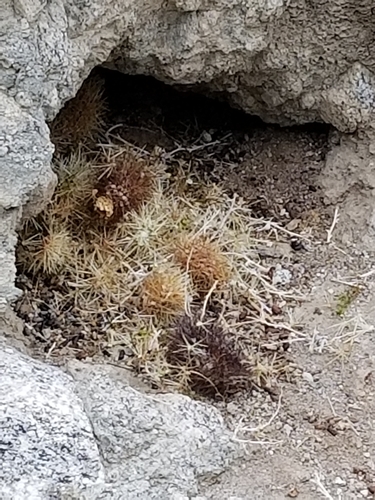 Desert Woodrat