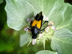 Macrosiagon dimidiata