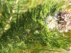 Serruria glomerata × villosa