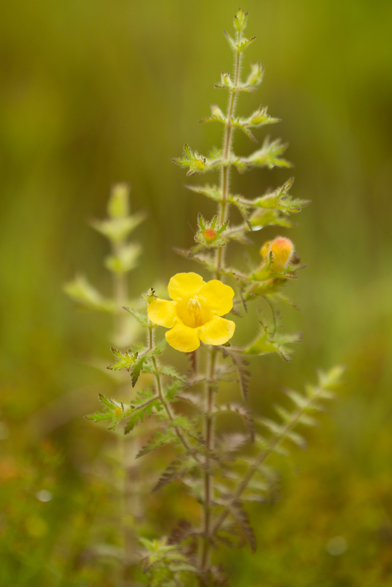 Aureolaria pectinata