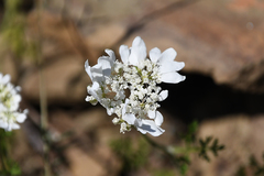Orlaya grandiflora