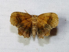 Cepphis armataria