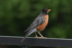 Turdus migratorius