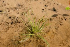 Cyperus subsquarrosus