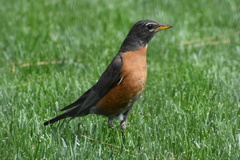 Turdus migratorius
