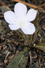 Ruellia ciliosa