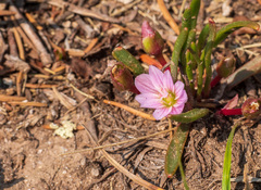 Lewisia pygmaea