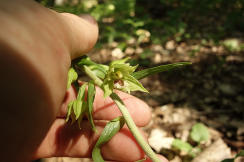 Image of Epipactis leptochila by (c) Aleksei Baushev, some rights reserved (CC BY)