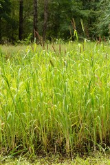 Echinochloa esculenta