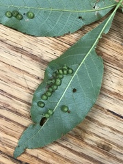 Caryomyia conoidea