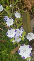 Nemophila maculata