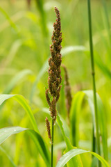 Echinochloa esculenta