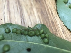 Caryomyia conoidea
