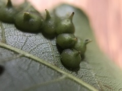 Caryomyia conoidea