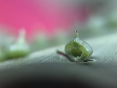 Caryomyia conoidea