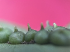 Caryomyia conoidea