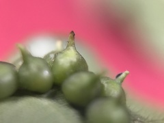 Caryomyia conoidea