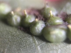 Caryomyia conoidea