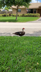 Cairina moschata domestica