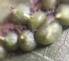 Caryomyia conoidea