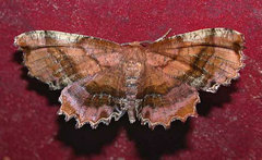 Cepphis armataria
