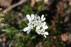 Orlaya grandiflora