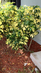 Heptapleurum arboricola