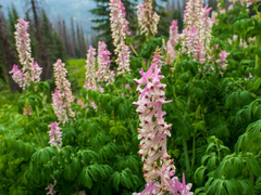 Corydalis caseana