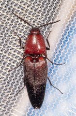 Parallelostethus attenuatus