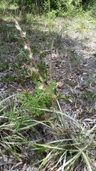 Andropogon longiberbis