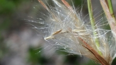 Andropogon longiberbis