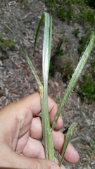 Andropogon longiberbis