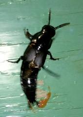 Quedius dilatatus