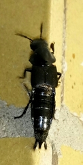 Quedius dilatatus
