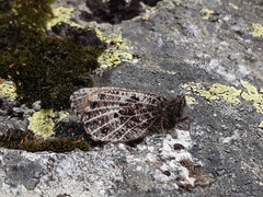 Oeneis glacialis