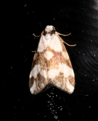 Thallarcha staurocola