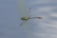 Phyllogomphoides stigmatus