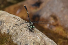 Stylogomphus sigmastylus