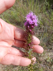 Liatris aestivalis