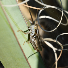 Melanoplus packardii