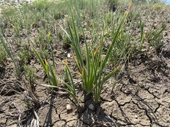 Iris missouriensis
