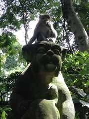 Macaca fascicularis