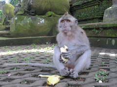 Macaca fascicularis
